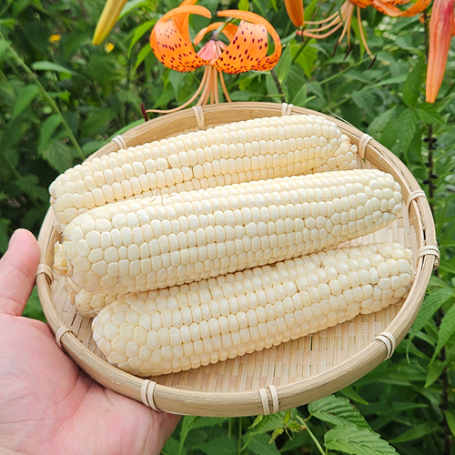 미백 찰옥수수 특품